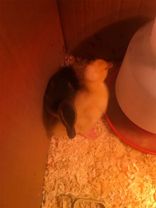 Evas Ducklings