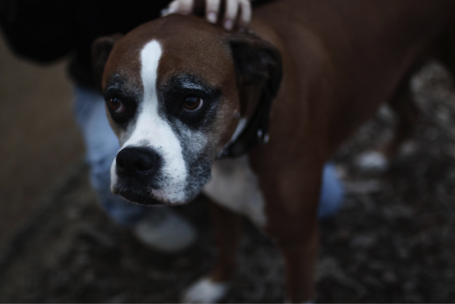 Screen Shot 2019 02 01 At 10 55 05 Am