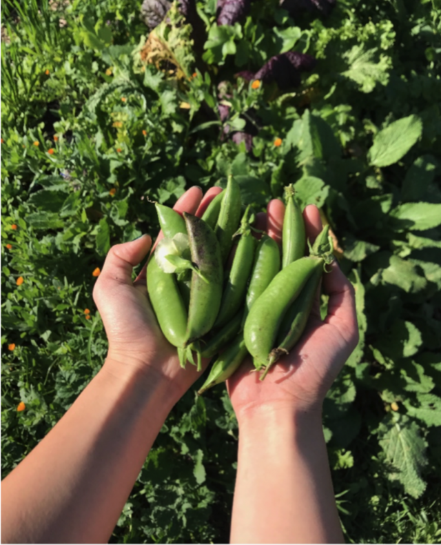 Screen Shot 2019 02 01 At 10 55 22 Am